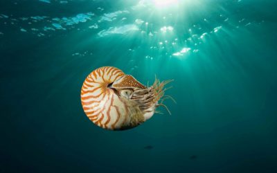 Loving the Chambered Nautilus to Death