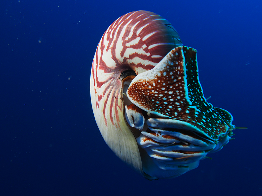 nautilus-endangered-photos