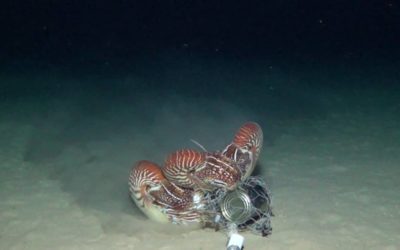 Link: Huge News! US Proposal Submitted to protect all chambered nautiluses.