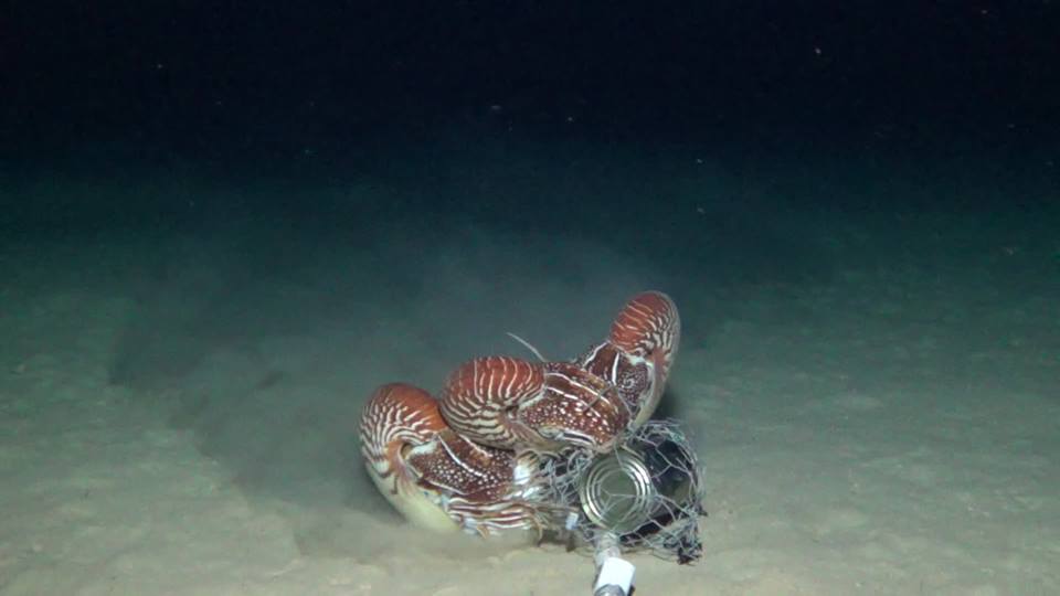 Link: Huge News! US Proposal Submitted to protect all chambered nautiluses.